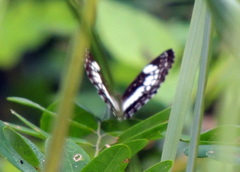 Neptidopsis ophione ophione