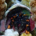 Painted Hermit Crab - Photo (c) Paula Alcoseba, some rights reserved (CC BY-NC), uploaded by Paula Alcoseba
