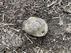 Rhizopogon semitectus