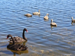 Cygnus atratus