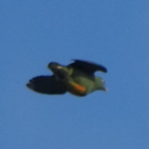 Orange-bellied Fruit Dove (Ptilinopus iozonus), photo 7