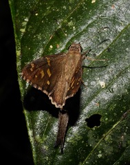 Thorybes dorantes dorantes