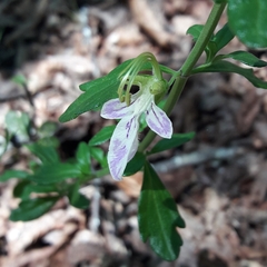 Teucrium bicolor