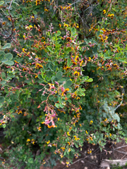 Goodia medicaginea, photograph (c) Alex Stuart, some rights reserved (CC BY)