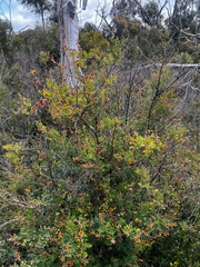 Goodia medicaginea, photograph (c) Alex Stuart, some rights reserved (CC BY)