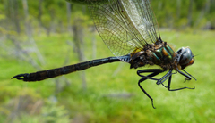 Somatochlora kennedyi