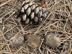 Rhizopogon semitectus