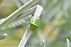 Ocirrhoe unimaculata