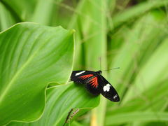 Heliconius doris viridis