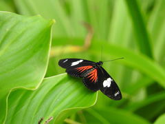 Heliconius doris viridis