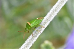 Ocirrhoe unimaculata