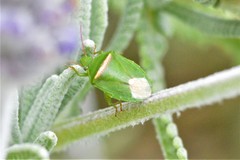 Ocirrhoe unimaculata