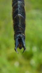 Somatochlora kennedyi