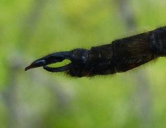 Somatochlora kennedyi