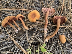 Laccaria trichodermophora