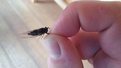 Popplepsalta notialis