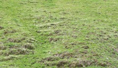 Trifolium subterraneum