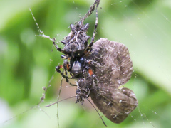 Wagneriana
