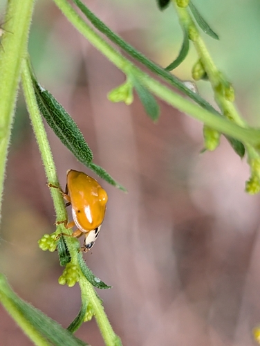 Asian Lady Beetle photographed in Alabama