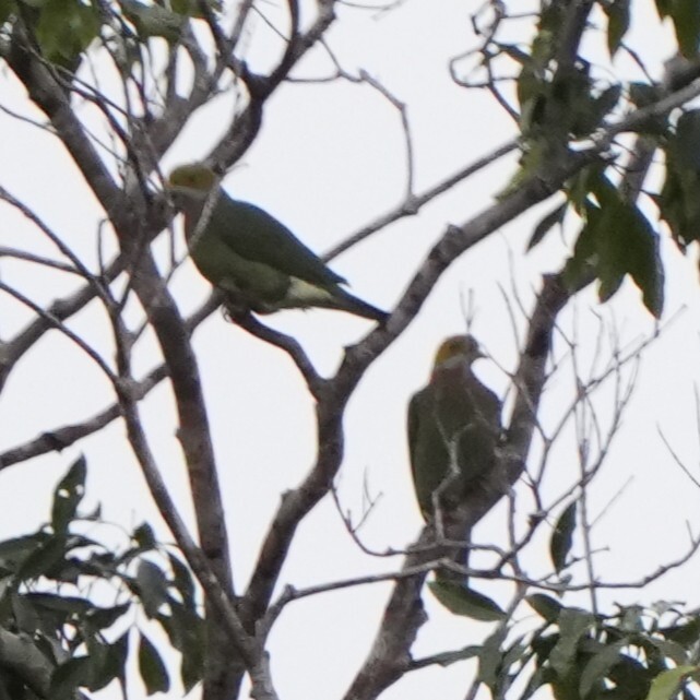 Pink-spotted Fruit Dove (Ptilinopus perlatus), photo 8