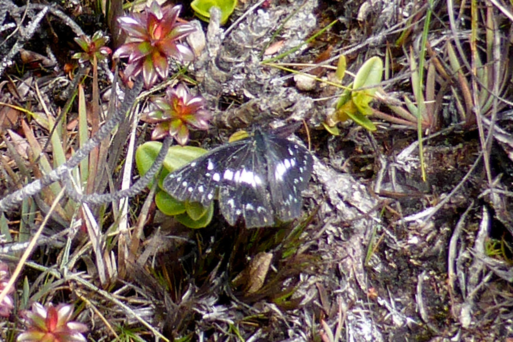 Catasticta duida