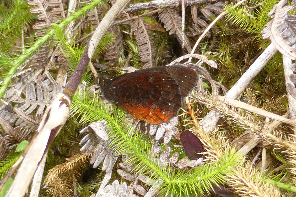 Pedaliodes roraimae