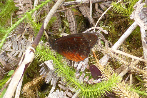 Pedaliodes roraimae