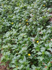 Sphagneticola trilobata image