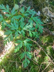 Conioselinum