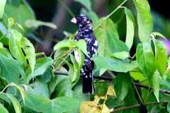 Pheucticus ludovicianus