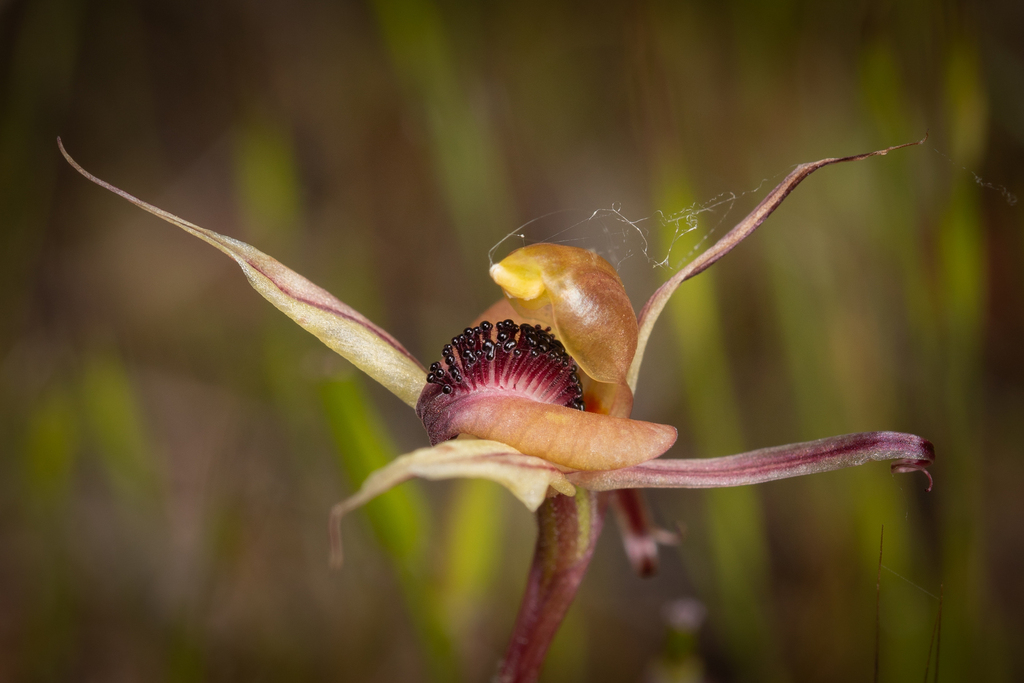Caladenia cristata