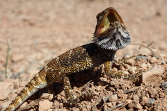 Nullabor Bearded Dragon photo 4