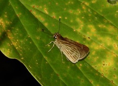 Vehilius stictomenes