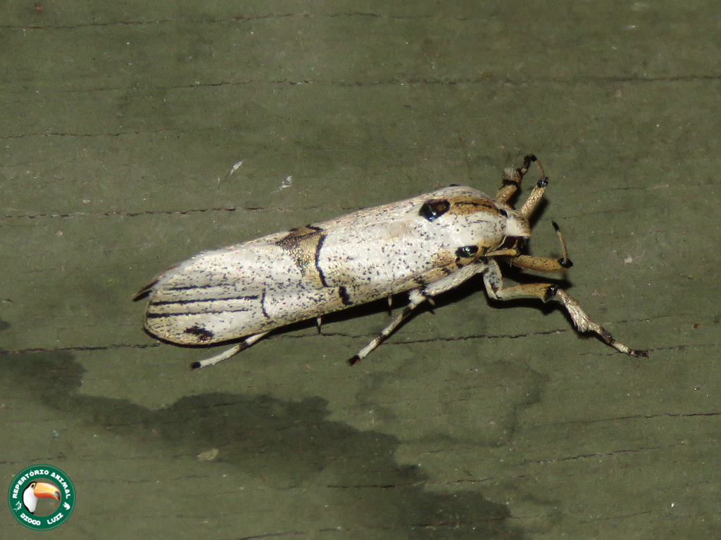 Philtronoma roseicorpus