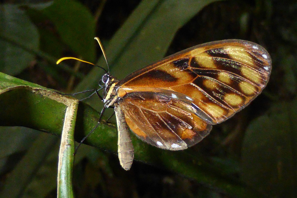 Dircenna jemina