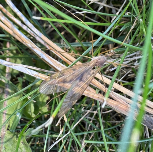 Unknown species found near Centennial Park, Sarnia, ON, CA