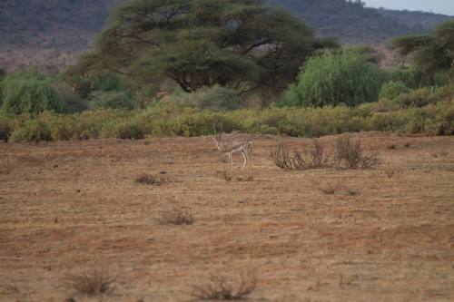 Bright's Gazelle