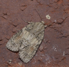 Acronicta ovata
