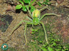 Macrinus pollexensis