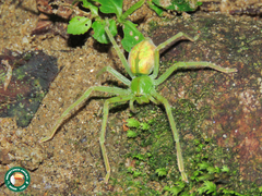 Macrinus pollexensis