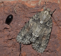 Acronicta exilis