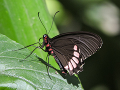 Parides erithalion trichopus