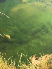 Cyprinodon nevadensis mionectes