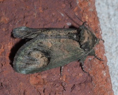 Rifargia subrotata