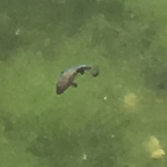 Cyprinodon nevadensis mionectes