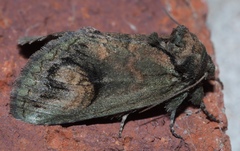 Rifargia subrotata