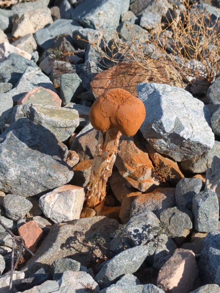 Battarrea phalloides · September 2025 · photo: © amigodelaniebla (iNaturalist, cc-by)
