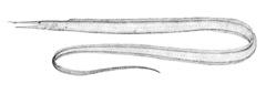 Shortnose Witch Eel photo 3