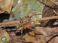 Ctenus ornatus