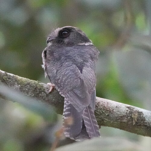 Barred Owlet-nightjar (Aegotheles bennettii), photo 6